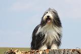BEARDED COLLIE 263